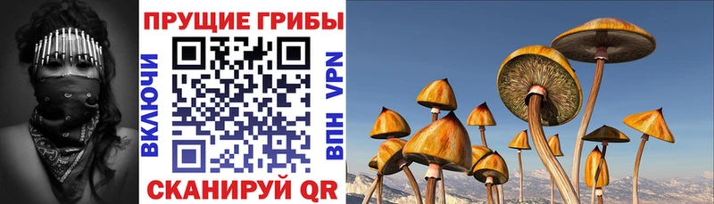 Купить  Куртамыш  Псилоцибиновые грибы ЛСД 